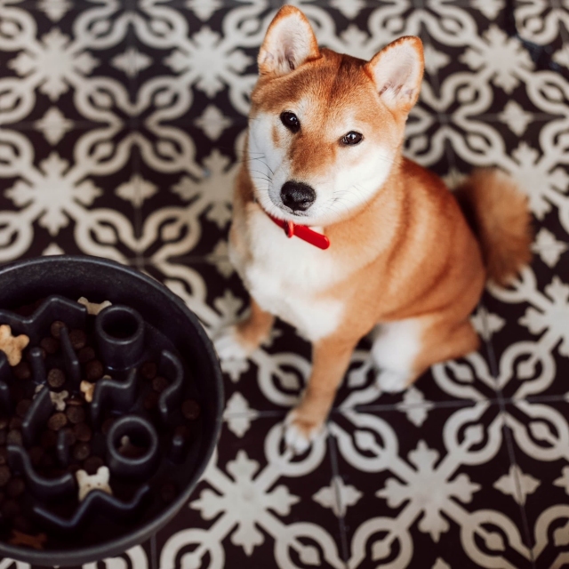 v pričakovanju obroka
