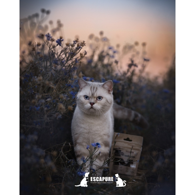 za divje tigre